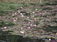Nymphaea alba