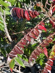 Rhus