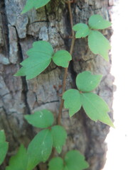 Parthenocissus inserta