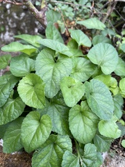 Viola odorata