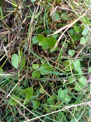 Halerpestes cymbalaria