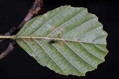 Pterocallis maculatus
