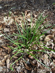 Ornithogalum umbellatum