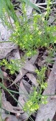 Galium gaudichaudii gaudichaudii