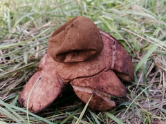 Geastrum rufescens