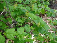 Ribes alpinum