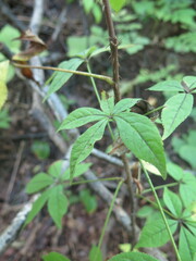 Eleutherococcus senticosus