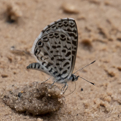 Leptotes cassius
