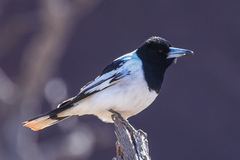 Cracticus nigrogularis