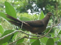 Macropygia phasianella