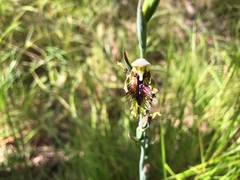 Calochilus