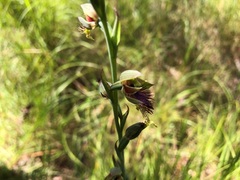 Calochilus