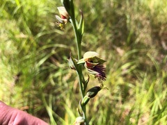 Calochilus