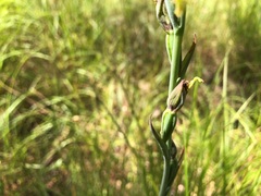 Calochilus