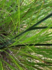 Calochilus