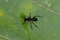 Cyrtomyrma