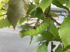 Smerinthinae