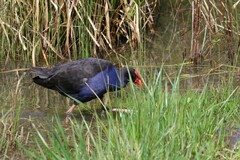 Porphyrio melanotus melanotus