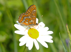 Euphydryas maturna