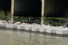 Fulica atra australis