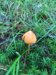 Entoloma salmoneum