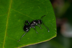 Polyrhachis clio
