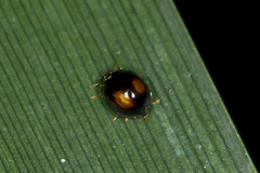 Serangium maculigerum