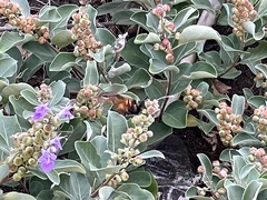 Macroglossum