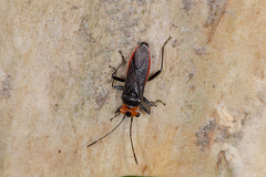 Scopiastes bicolor