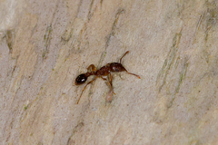 Tetramorium