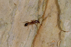 Tetramorium