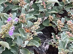 Macroglossum