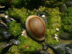 Monetaria annulus