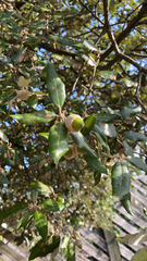 Quercus ilex