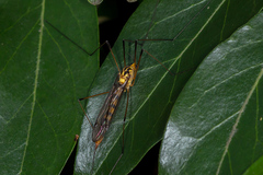 Nephrotoma australasiae