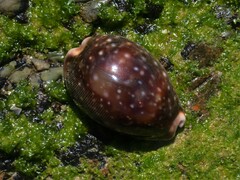 Lyncina vitellus