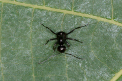 Cyrtomyrma