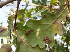 Neuroterus numismalis