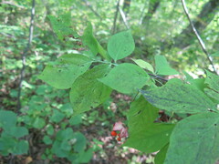 Euonymus maximowiczianus