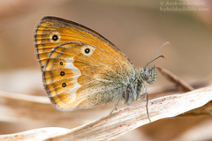 Coenonympha corinna