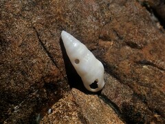 Cerithium nesioticum