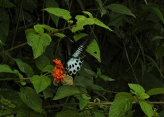 Papilio polymnestor