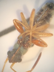 Pseudopachybrachius vinctus