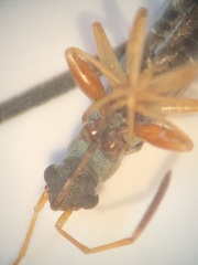 Pseudopachybrachius vinctus