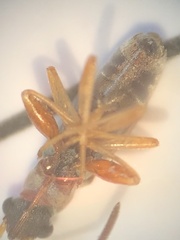 Pseudopachybrachius vinctus