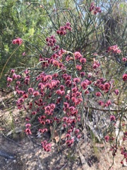 Daviesia brevifolia