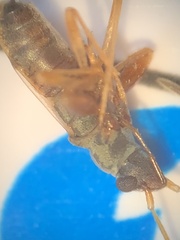 Pseudopachybrachius vinctus