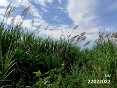 Saccharum spontaneum