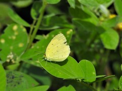 Eurema hecabe