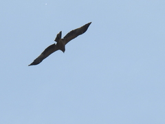 Aquila adalberti